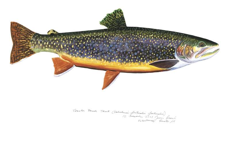  James Prosek's Coaster Brook Trout